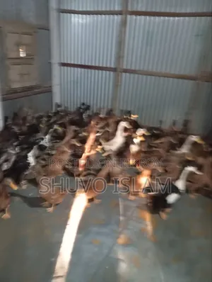 মাংস খাওয়ার পাঁতি হাঁস