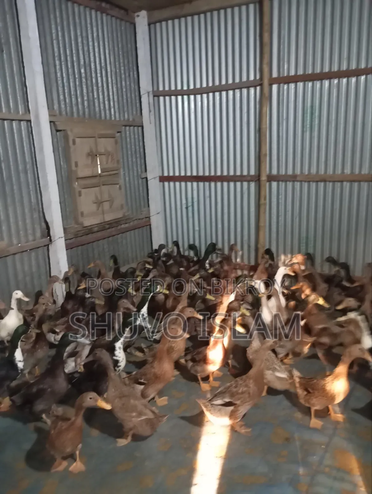 মাংস খাওয়ার পাঁতি হাঁস