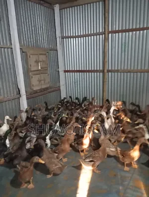 মাংস খাওয়ার পাঁতি হাঁস