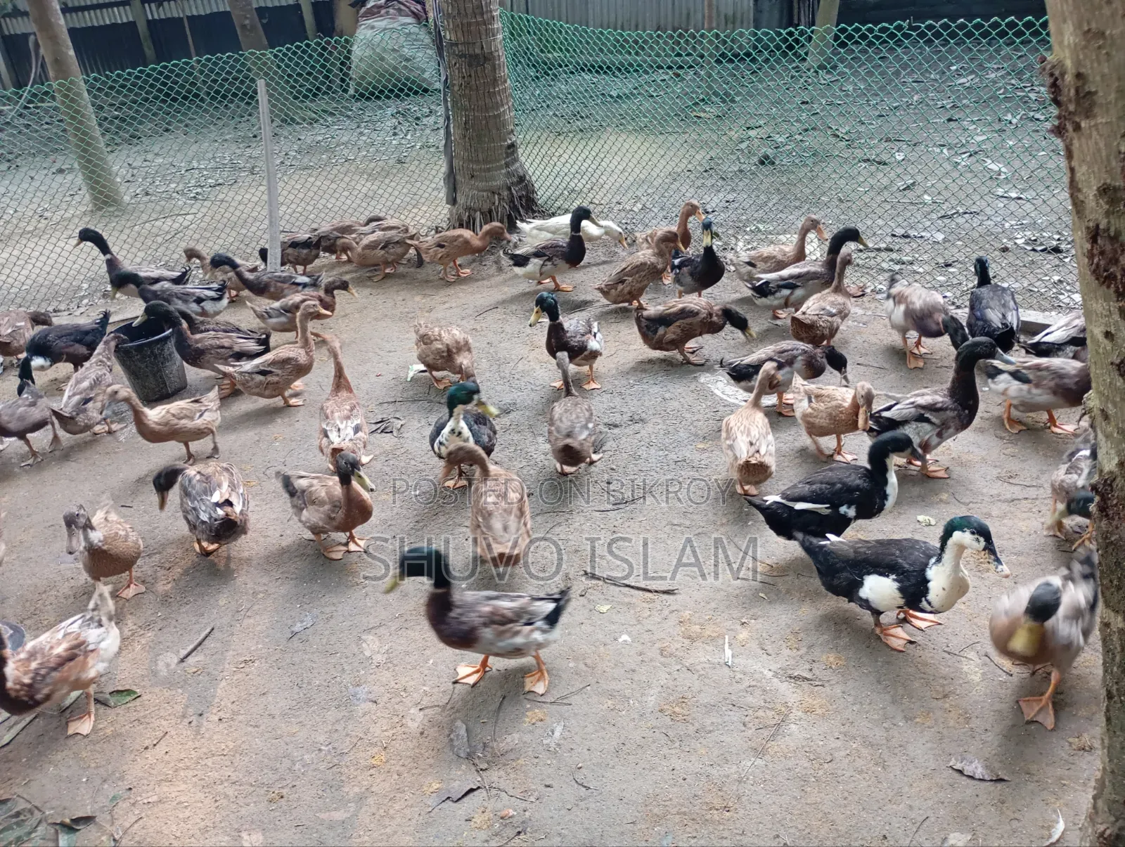 পাঁতি হাস (দেশি)