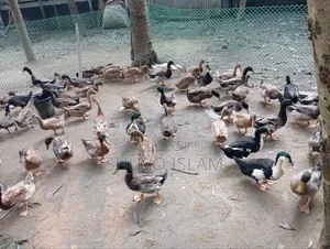 পাঁতি হাস (দেশি)