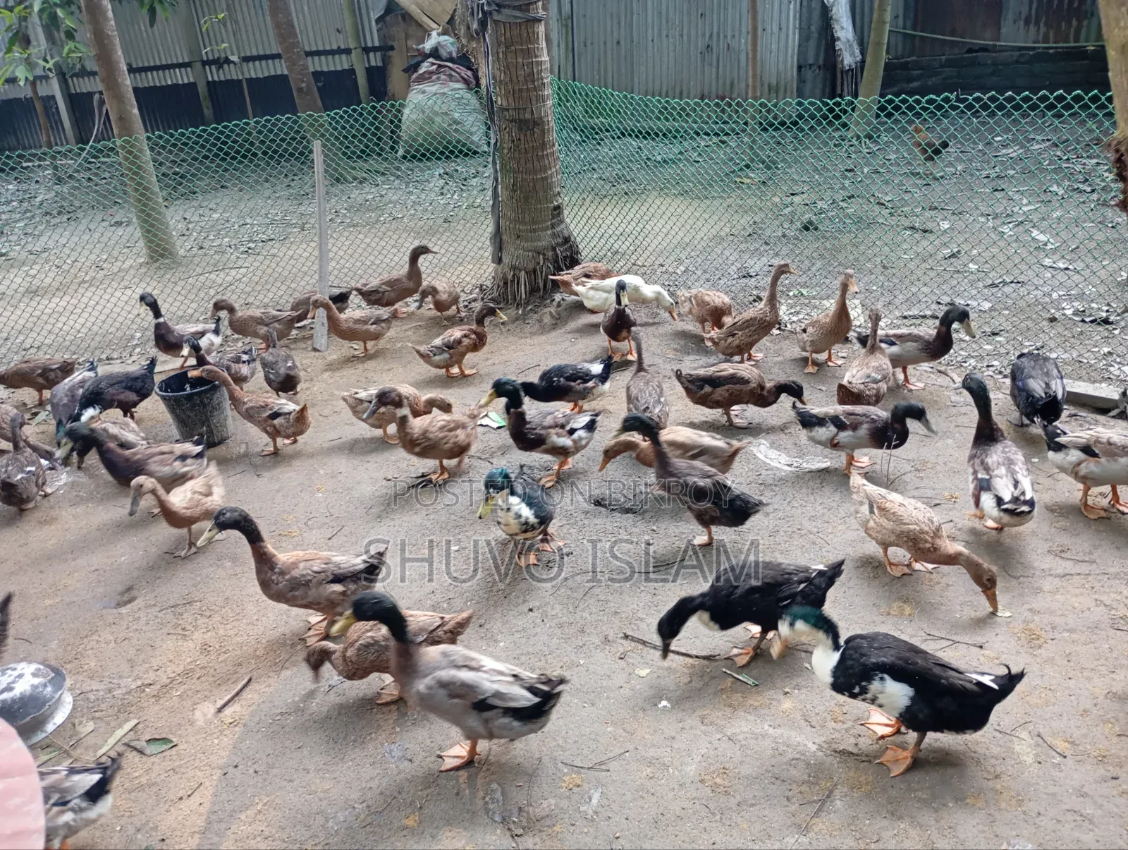 পাঁতি হাস (দেশি)