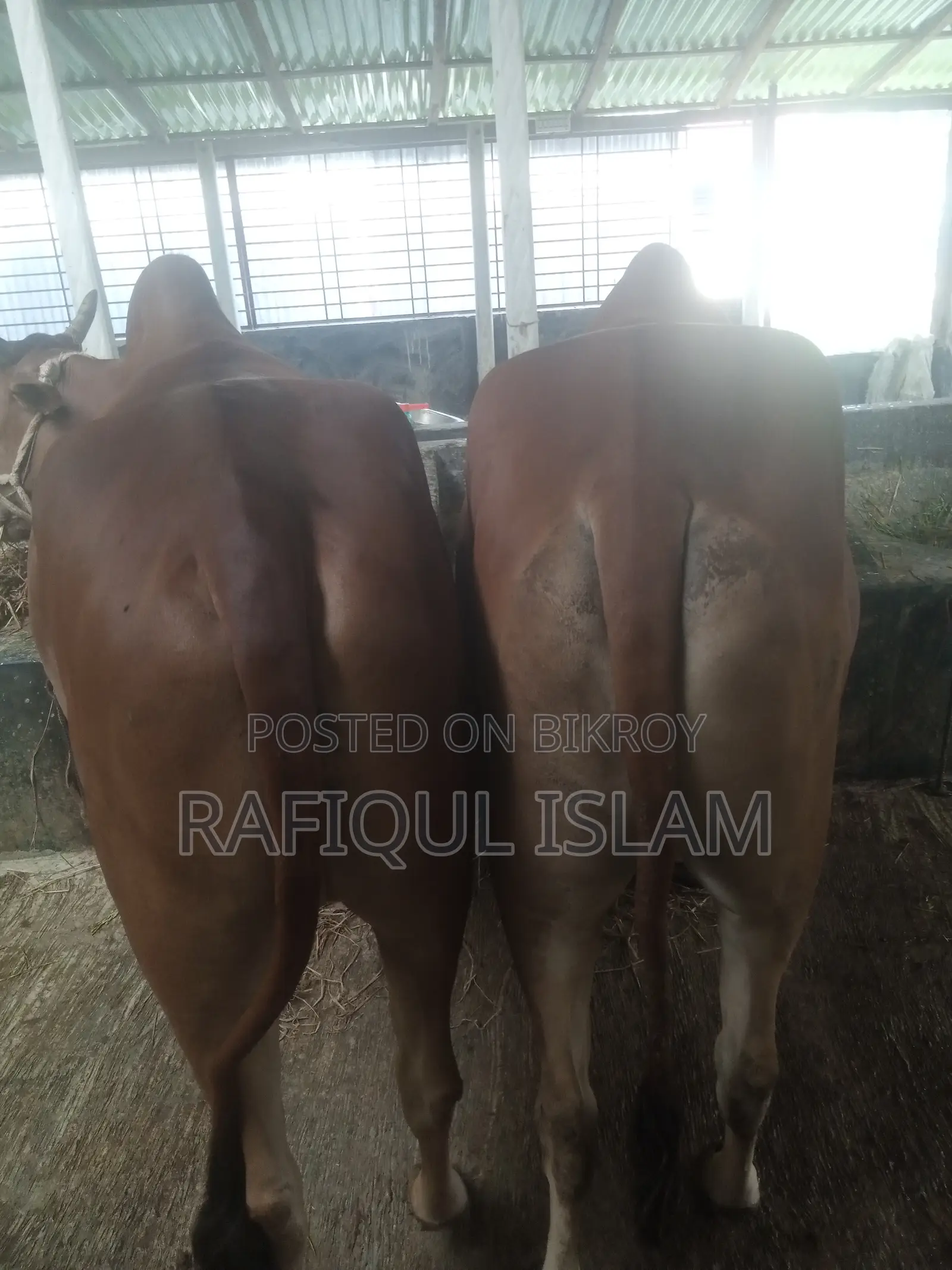 দেশি শাহিওয়াল ক্রস বলদ বিক্রি হবে