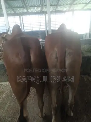 দেশি শাহিওয়াল ক্রস বলদ বিক্রি হবে