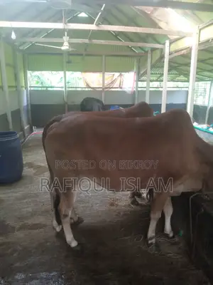 দেশি শাহিওয়াল ক্রস বলদ বিক্রি হবে