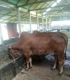দেশি শাহিওয়াল ক্রস বলদ বিক্রি হবে