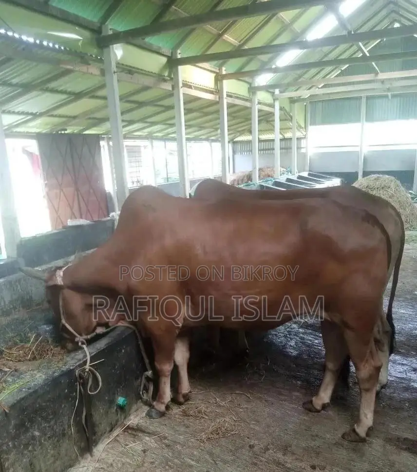 দেশি শাহিওয়াল ক্রস বলদ বিক্রি হবে