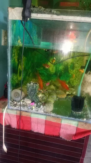 Aquarium for Sale