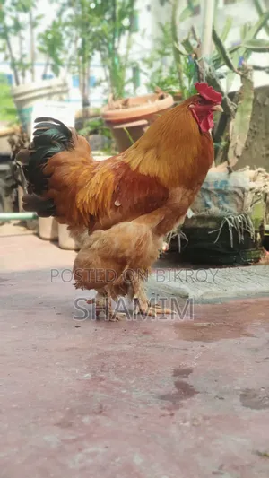 ব্রাহমা মোরগ