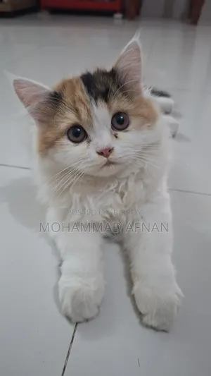 1-3 Months Male Purebred Persian