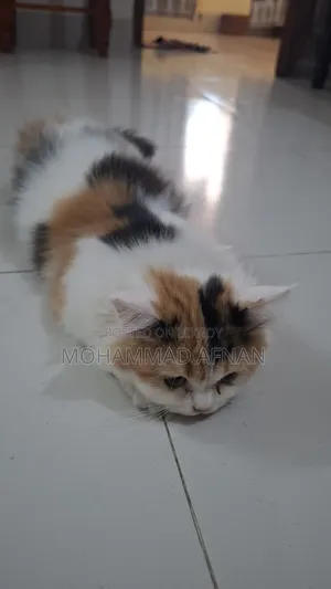 1-3 Months Male Purebred Persian