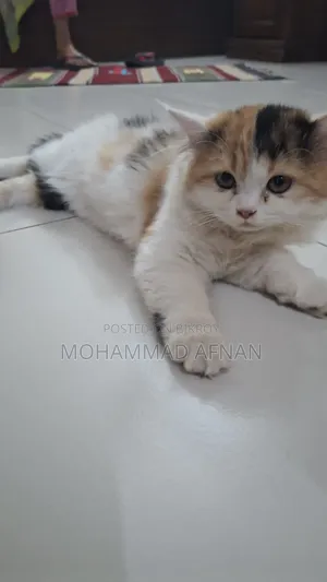 1-3 Months Male Purebred Persian