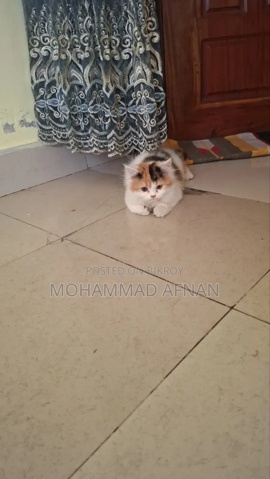 1-3 Months Male Purebred Persian