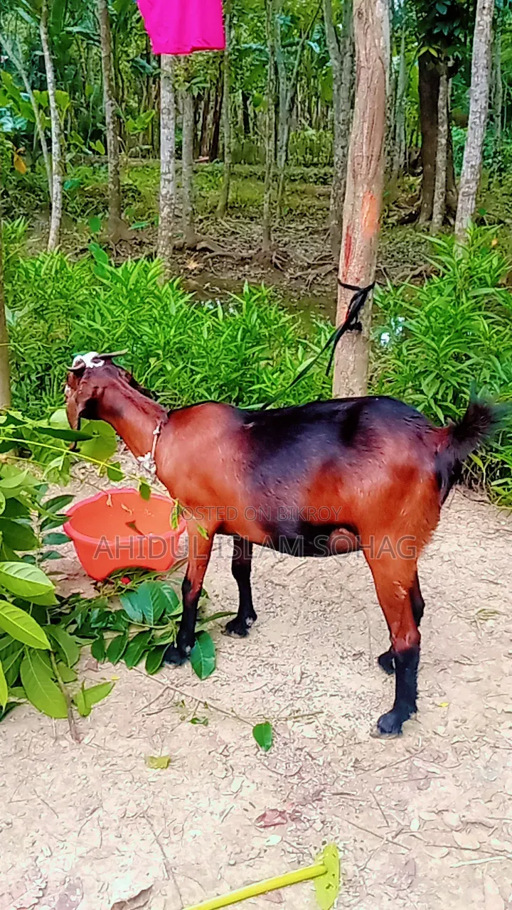 বড় জাতের এবং উচু একটি মহিলা ছাগল।