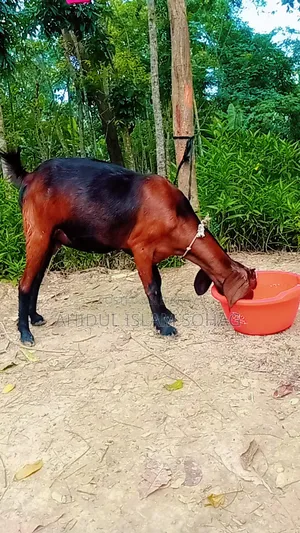 বড় জাতের এবং উচু একটি মহিলা ছাগল।