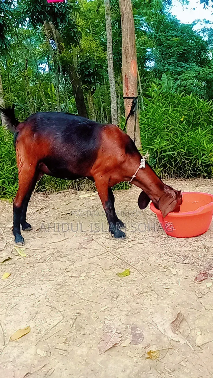 বড় জাতের এবং উচু একটি মহিলা ছাগল।