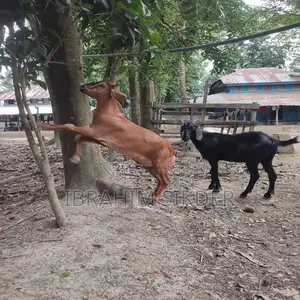 খাসি বিক্রি