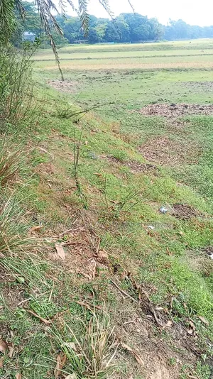 May 10: 300 Bigha Land for Sale Adjacent to Dhaka-Chittagong Highway