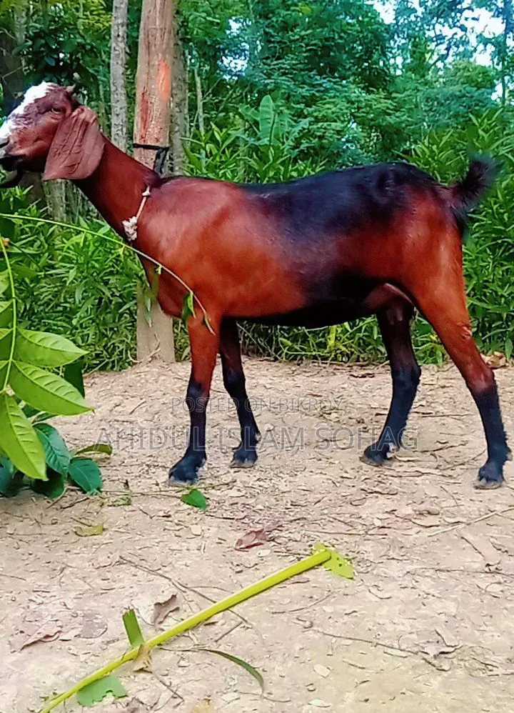 বড় জাতের এবং উচু একটি মহিলা ছাগল।