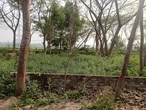 ২০ কাঠার বিশাল নিষ্কন্টক জমি বিক্রয় | হেমায়েতপুর মেট্রো রেল সংলগ্ন