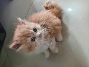 1-3 Months Female Purebred Persian