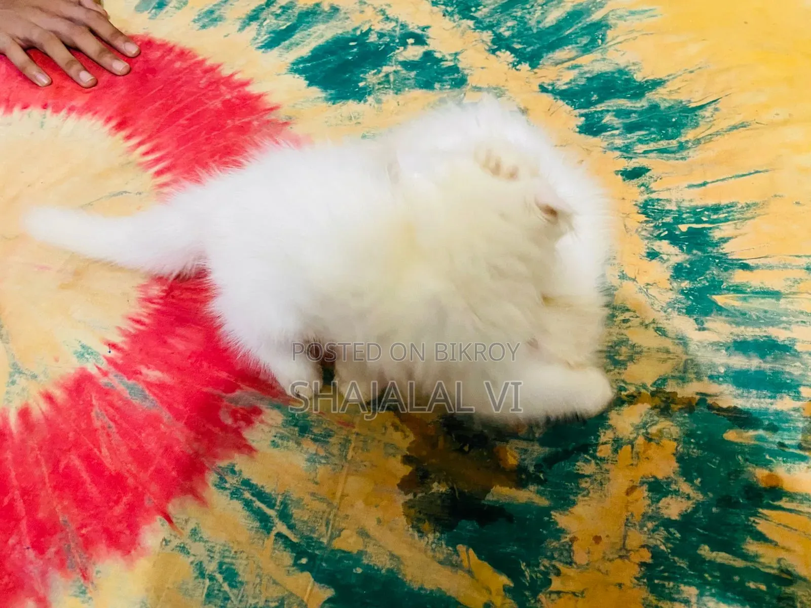 ১-৩ মাস বয়সী পুরুষ পিওরব্রেড বেঙ্গল