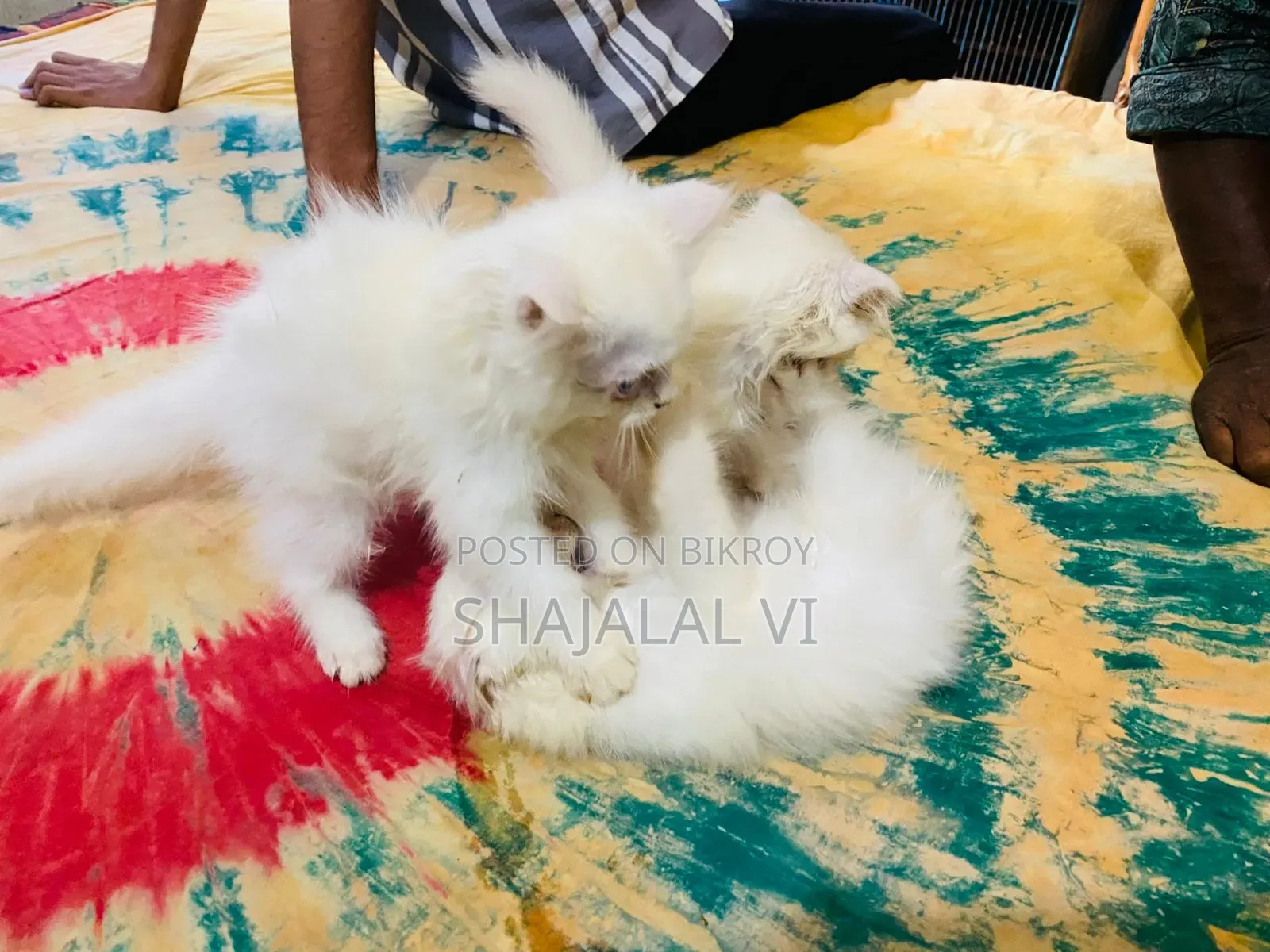 ১-৩ মাস বয়সী পুরুষ পিওরব্রেড বেঙ্গল