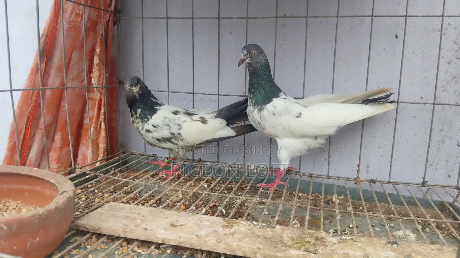 Running Tady Pigeons
