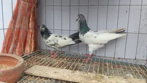 Running Tady Pigeons