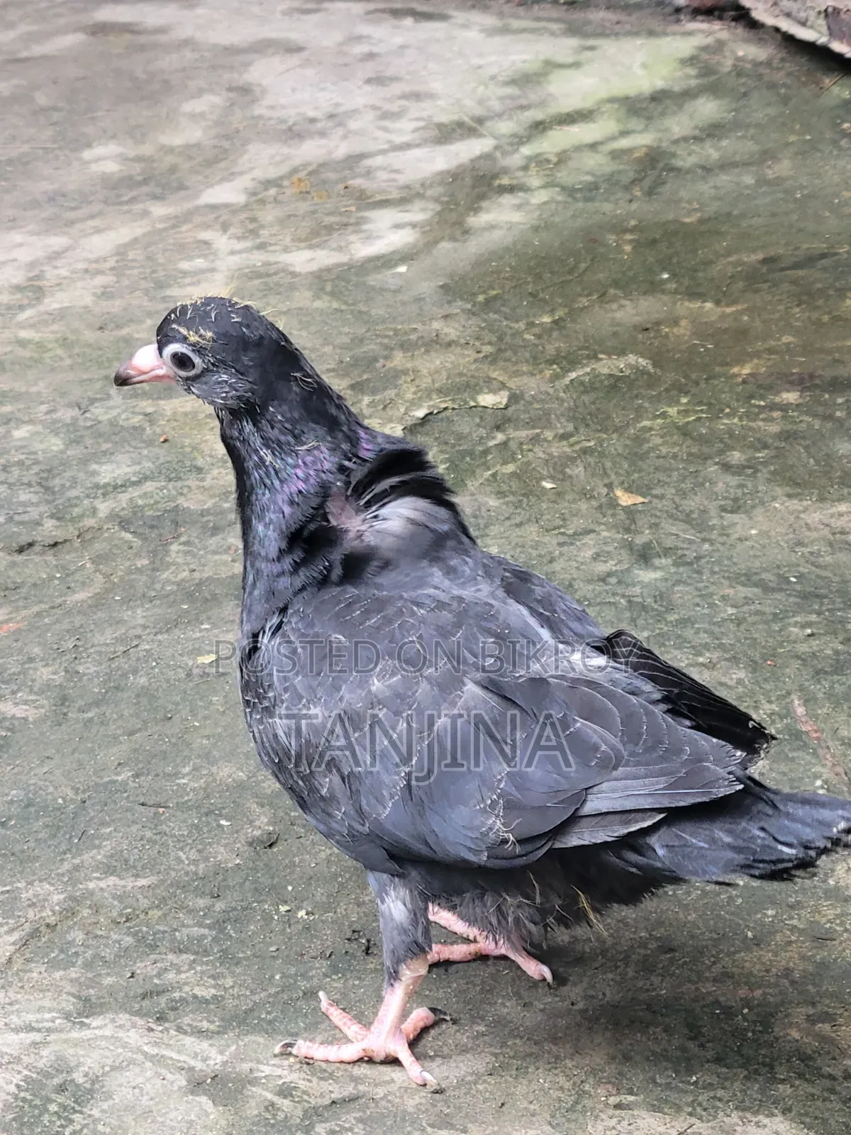 Aual Madi Kobutor