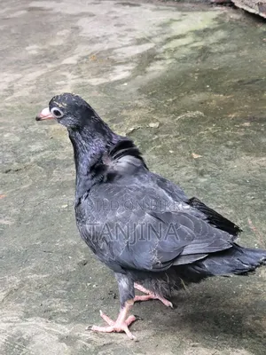 Aual Madi Kobutor