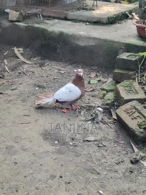 Aual Madi Kobutor