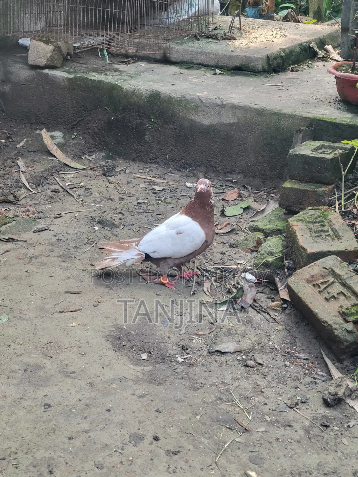Aual Madi Kobutor