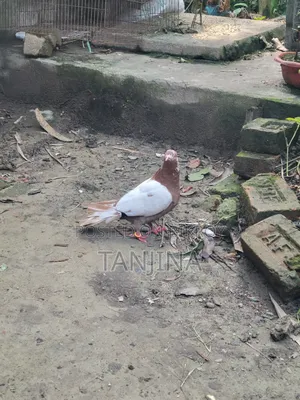 Aual Madi Kobutor