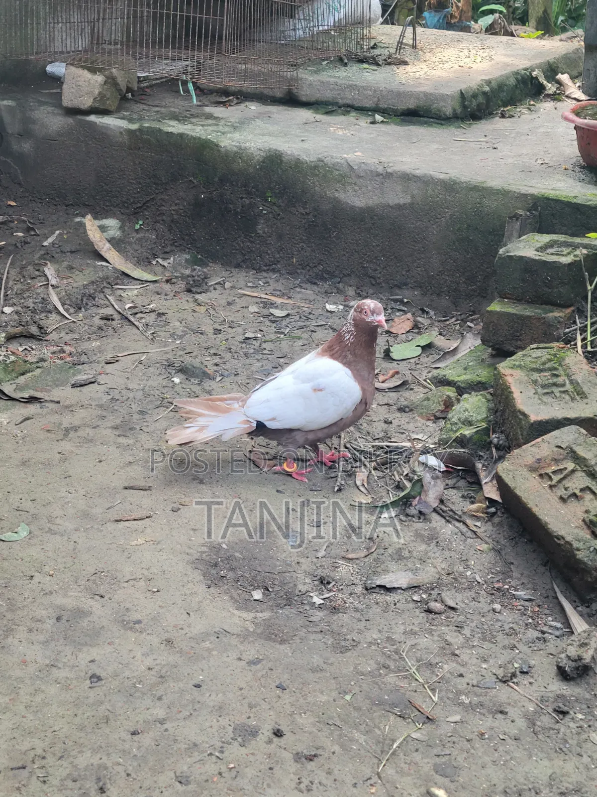 Aual Madi Kobutor