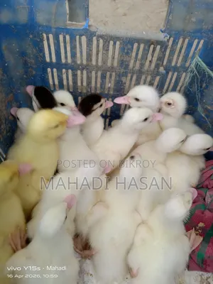 Muscovy Ducklings for Sale