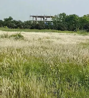 ৭ বিঘা জমি ভাড়া