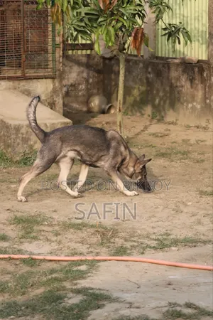1+ Year Male Purebred German Shepherd