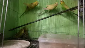 Budgerigar