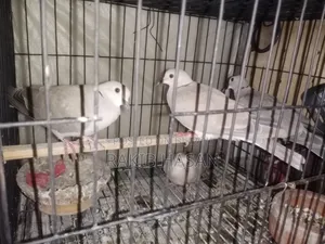 অস্ট্রেলিয়ান ঘুঘু
