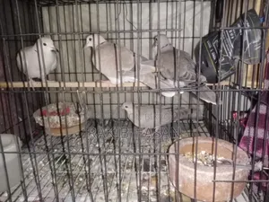 অস্ট্রেলিয়ান ঘুঘু