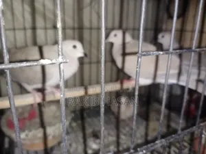 অস্ট্রেলিয়ান ঘুঘু