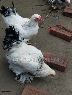 ব্রাহামা মোরগ