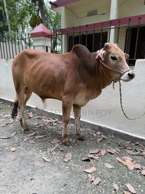কোরবানির জন্য গরু বিক্রি