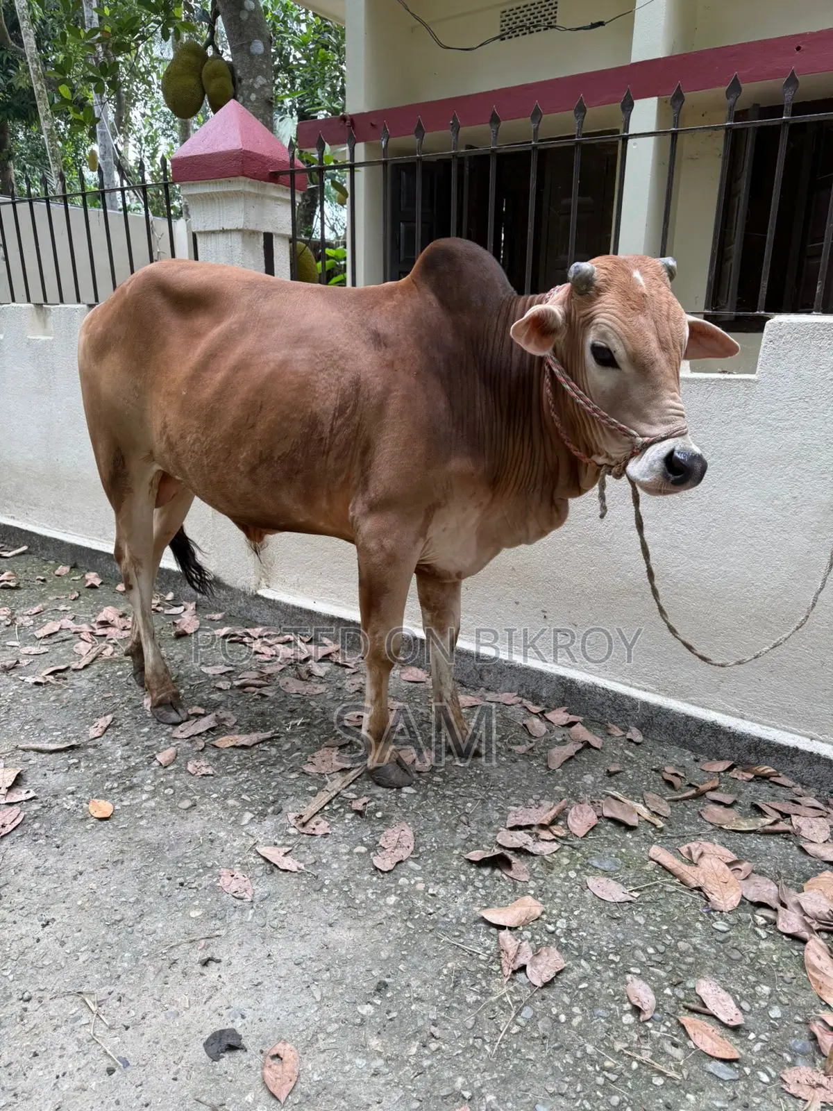 কোরবানির জন্য গরু বিক্রি