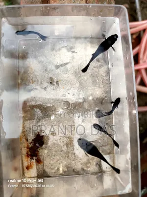 High-Quality Auto-Breeding Black Moscow Guppy Fish