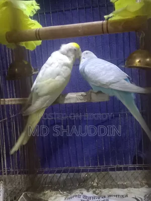 Two pairs of Budgie birds with chicks