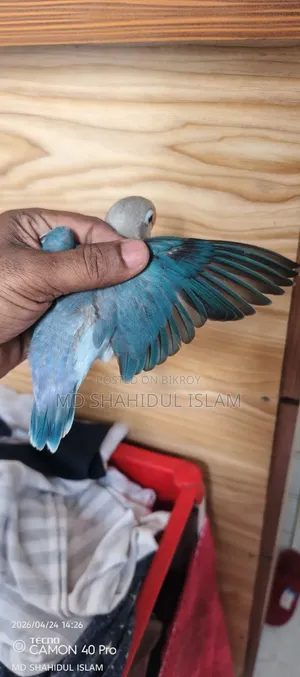 Love Bird Male