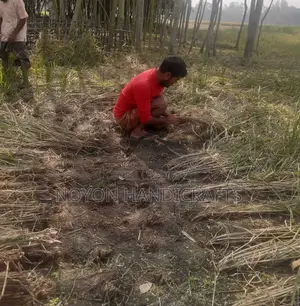 Triple-Cropped Arable Land