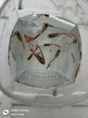 Mix Guppy Adult